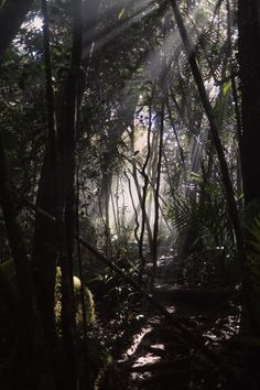 the sun shines through the trees in the forest on a path that is surrounded by vegetation