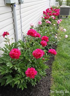 pink flowers line up along the side of a house in front of a white building