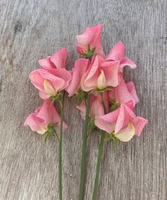 some pink flowers are sitting on a table