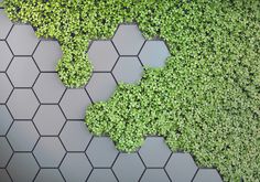 green plants growing on the side of a wall with hexagonal tiles in the background