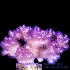 a purple coral on a black background with the words aquarium aquaculturere written below it