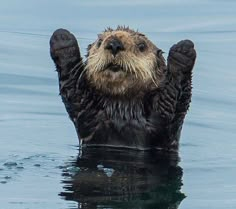 an otter is swimming in the water with its paws up and it's head above the water