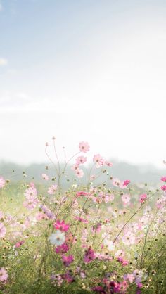 pink and white flowers in the middle of a field