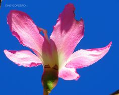 a pink flower is blooming in the sun on a clear day with blue skies