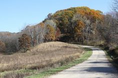 a dirt road surrounded by trees and grass