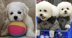 two pictures side by side one has a small white dog and the other has a ball in it's mouth