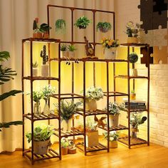 a room filled with lots of potted plants next to a wall mounted shelf full of succulents