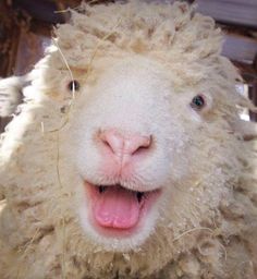 a close up of a sheep with its mouth open