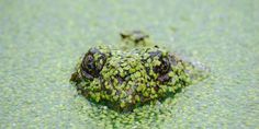 a frog covered in green algae floating on top of the water with it's head sticking out