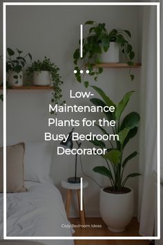 Collection of low-maintenance plants perfect for bedroom environments