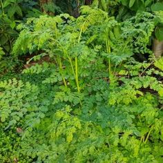 some very pretty green plants in the middle of it's foliages and trees