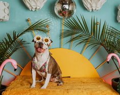 a dog sitting on top of a bed next to a mirror ball and palm tree