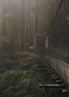 a bridge in the middle of a forest on a foggy day