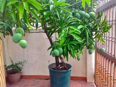 a potted plant with lots of green fruit growing on it's branches in front of a wall