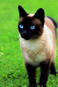 a siamese cat with blue eyes standing in the grass looking at the camera,