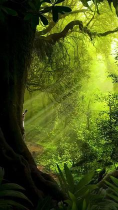 a forest filled with lots of green plants and trees next to a lush green forest