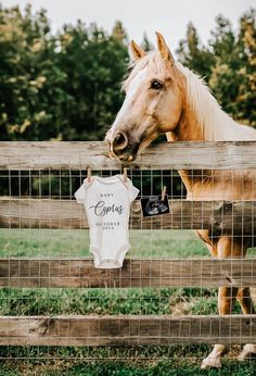 a brown horse standing next to a fence with a white shirt hanging on it's side