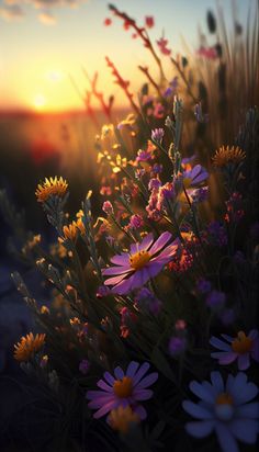 the sun is setting over some wildflowers