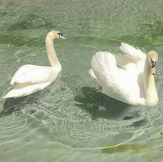 two swans are swimming in the clear water