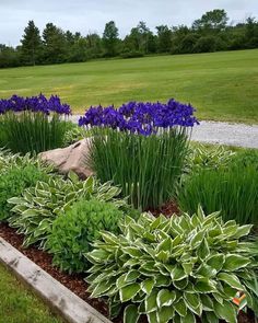 some purple flowers and green plants in a garden