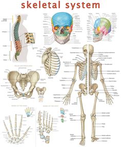 the skeletal system is shown in this diagram, and it shows different parts that make up the