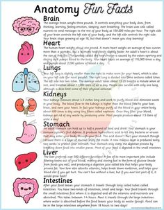 the anatomy of the human body and its functions, including heart, lungs, livers,