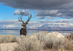 a large deer standing on top of a dry grass field next to a body of water