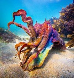 an octopus sitting on top of a sandy beach next to seaweed and corals