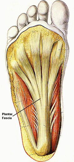 plantarfascia.gif (264×581) Facitis Plantar, Punkty Spustowe, Exercise Walking, Foot Anatomy, Healing Techniques, Foot Exercises, Foot Reflexology, Mobility Exercises