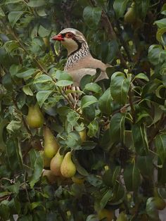 a bird sitting on top of a tree filled with green leaves next to pears