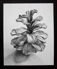 a pencil drawing of a flower in a black and white frame on a paper background