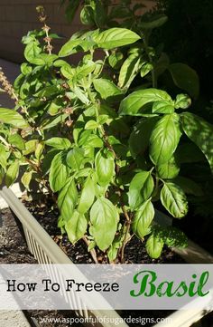 basil growing in a garden bed with text overlay how to freeze basil