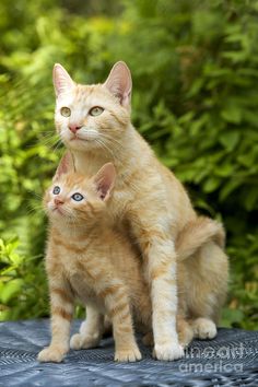 two kittens sitting on top of each other in front of some bushes and trees