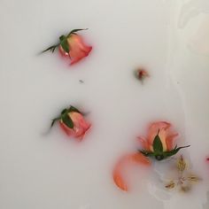 three pink roses floating in water next to white flowers