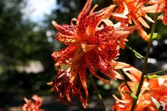 an orange flower with red stamens in the foreground and trees in the background