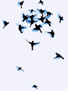 a flock of birds flying in the sky with their wings spread out and there is no image to describe