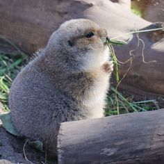 an animal that is eating some grass in its mouth and looking up at the camera