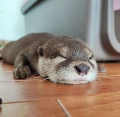 an otter sleeping on the floor next to a computer mouse and keyboard, with its eyes closed