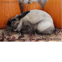 a rabbit is sitting next to some pumpkins