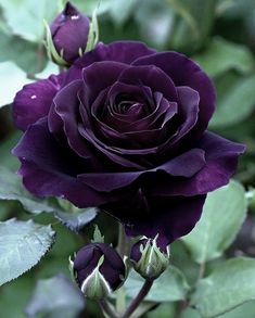 a purple rose with green leaves in the background