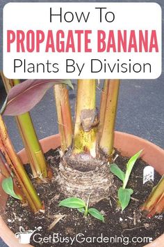 how to propagate banana plants in a pot with text overlay that reads, how to propagate banana plants by division