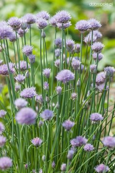 some purple flowers are growing in the grass