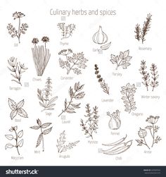 culinary herbs and spices hand drawn illustration