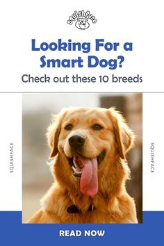 If you're choosing a dog and want a smart dog breeds, this Squishface blog post is for you. We have 10 smart dog breeds and why they stand out. From unique dog behavior to their incredible abilities, these dog facts will help you choose a dog breed that's right for you. Read now! | pet advice