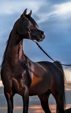 a brown horse standing on top of a grass covered field next to a sky filled with clouds