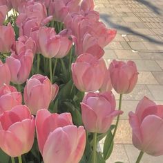 many pink tulips are growing on the sidewalk