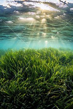 an underwater view of grass in the ocean with sunlight shining through the water's clouds