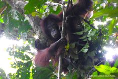 an adult oranguel hangs from a tree branch in the jungle with its young