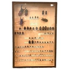 a display case with many different types of items on the wall and below it is an old fashioned musical instrument