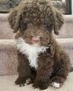 a brown and white puppy sitting on top of steps next to a set of stairs